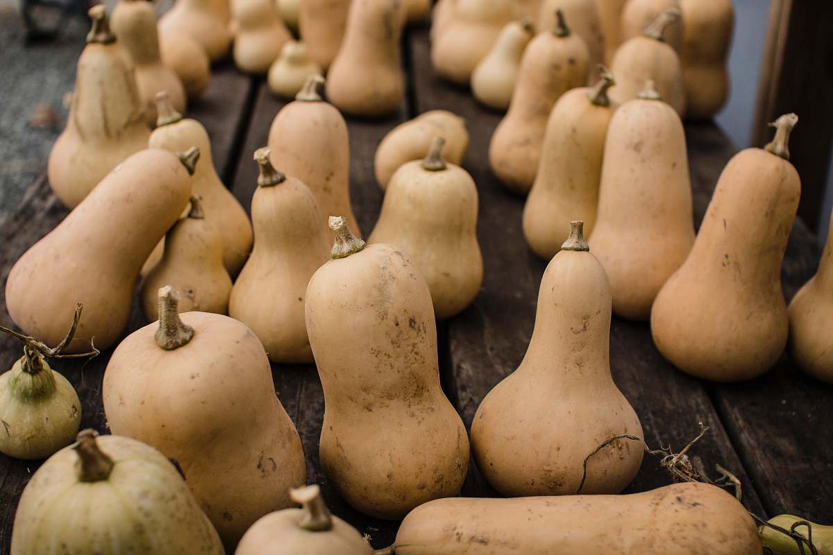 vegetable brown gourd lot produce