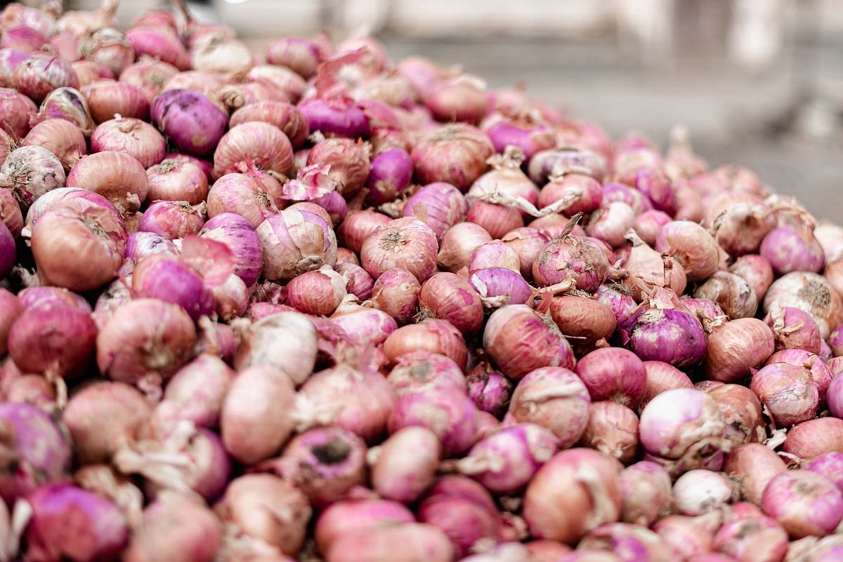 plant brown onion lot onion