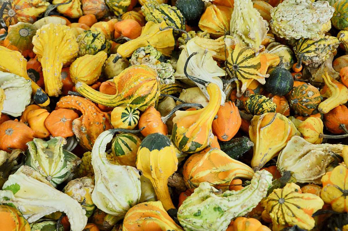 plant brown squash gourd