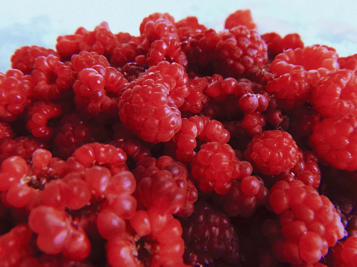 fruit bunch of berries plant