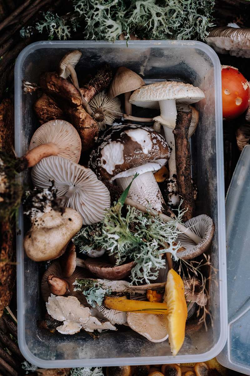 mushroom bunch of mushrooms on tray fungus