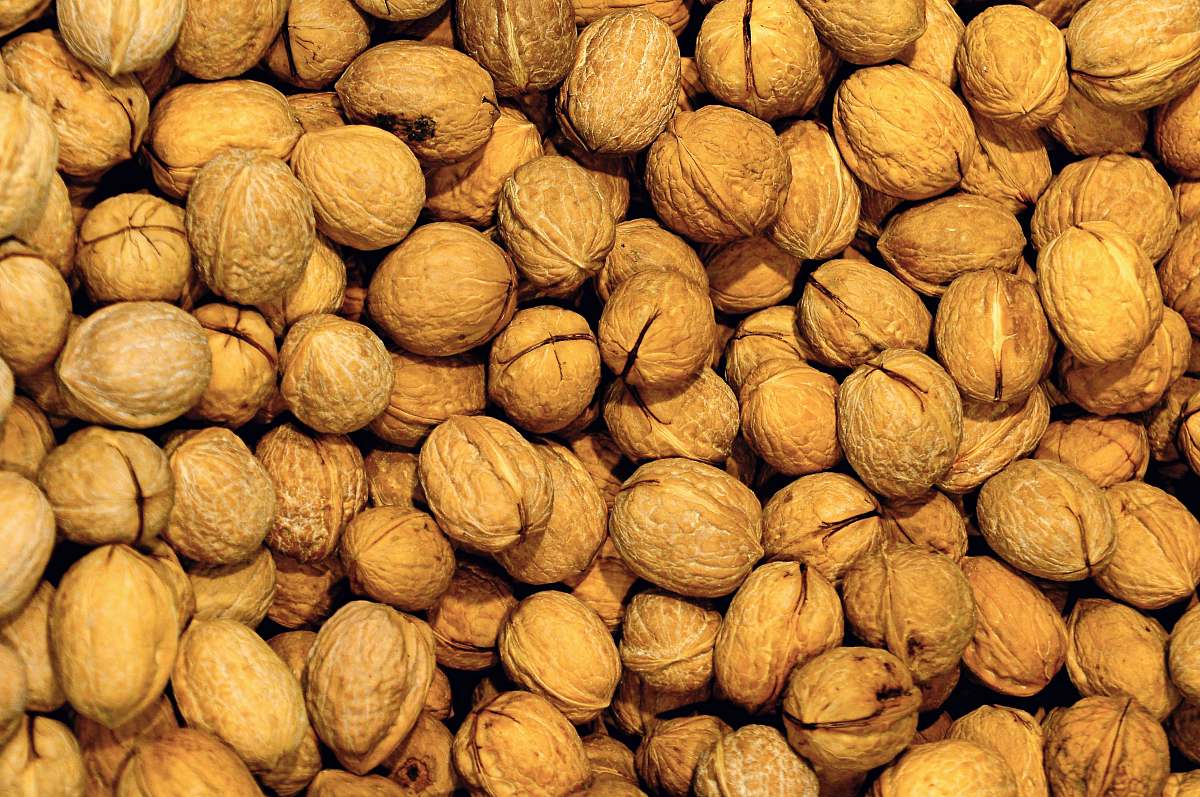 nut bunch of nuts walnut