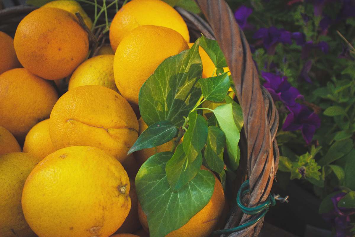fruit bunch of orange fruits in basket citrus fruit