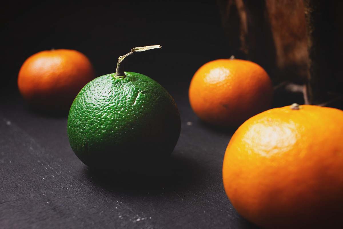 plant bunch of oranges on gray surface citrus fruit