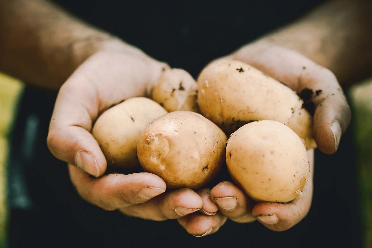 potato bunch of potatoes vegetable