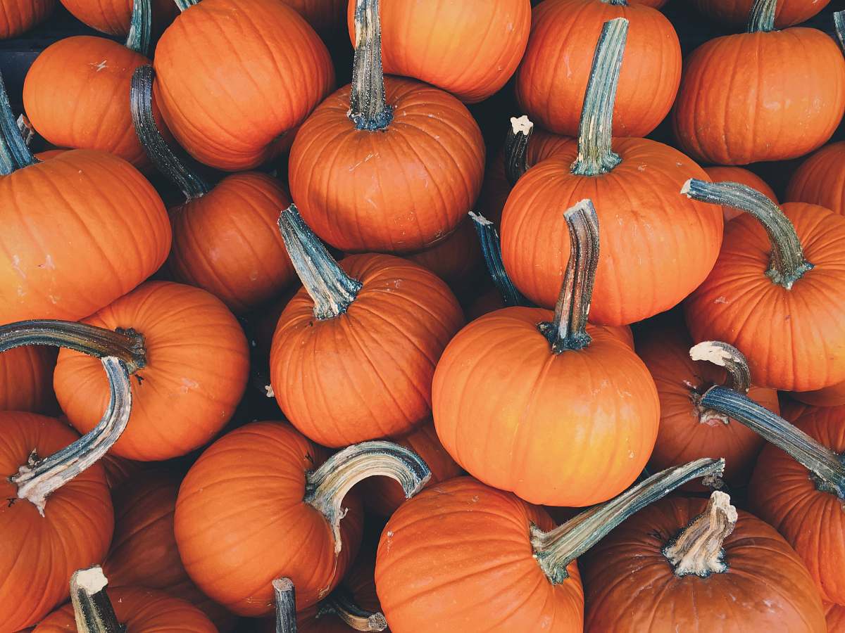 fall bunch of pumpkins pumpkin