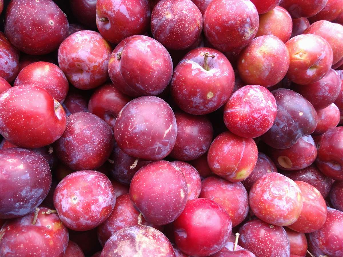 fruit bunch of round red fruits plum