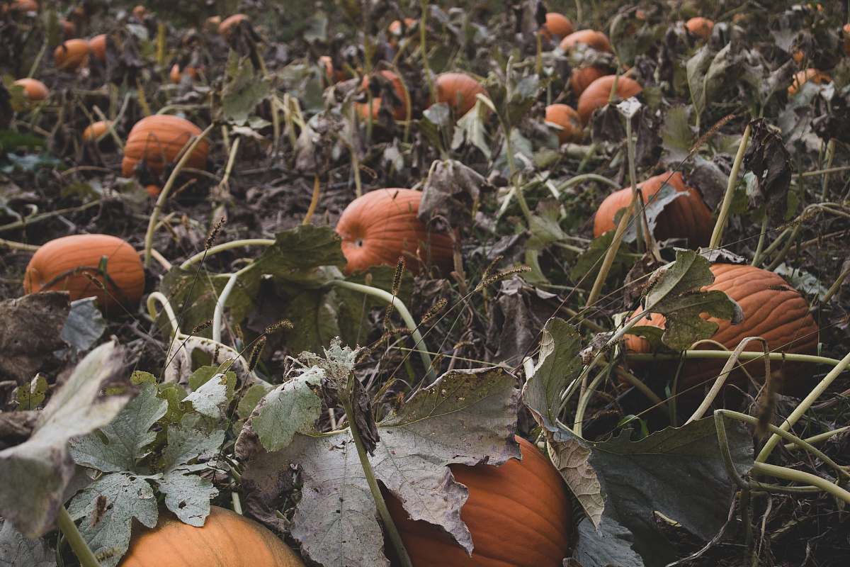 plant bunch of squash on ground produce