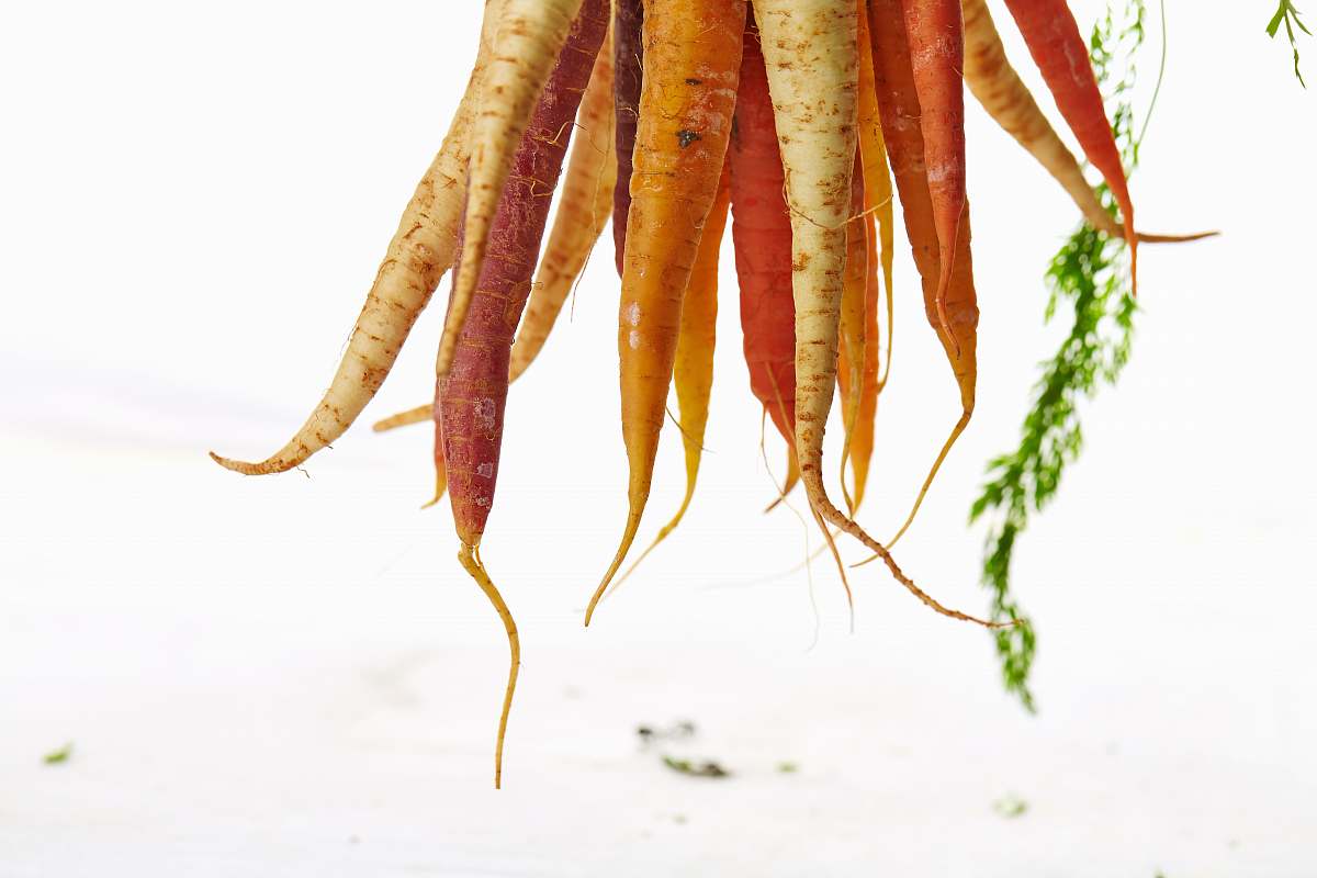 vegetable carrots and radishs carrot