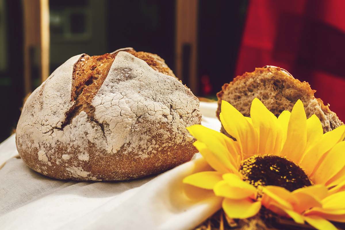bread chocolate cookie plant
