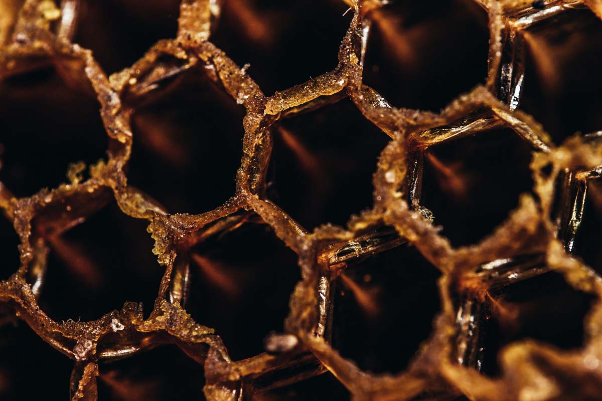 honeycomb close-up photography of bee hive honey