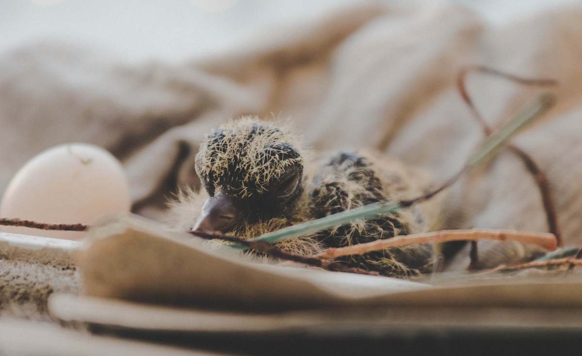 egg close up photography of hatchling animal