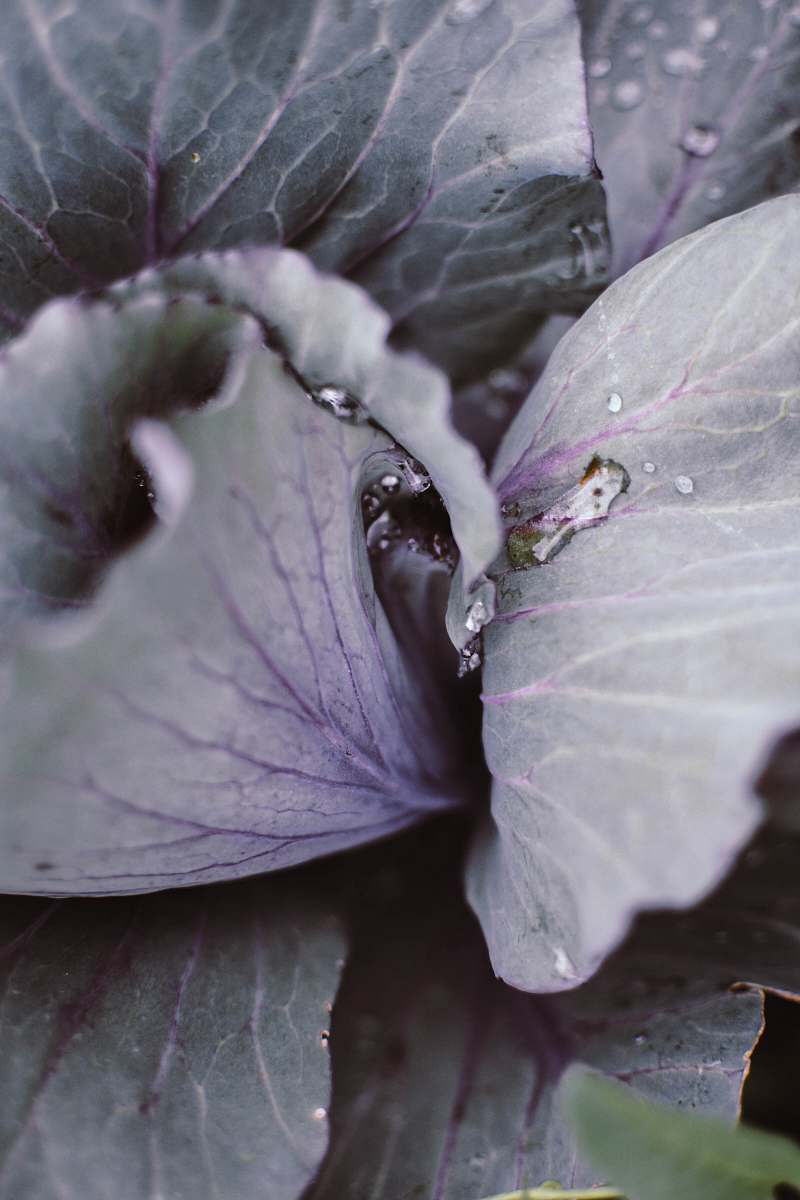 plant close-up photography of plant cabbage