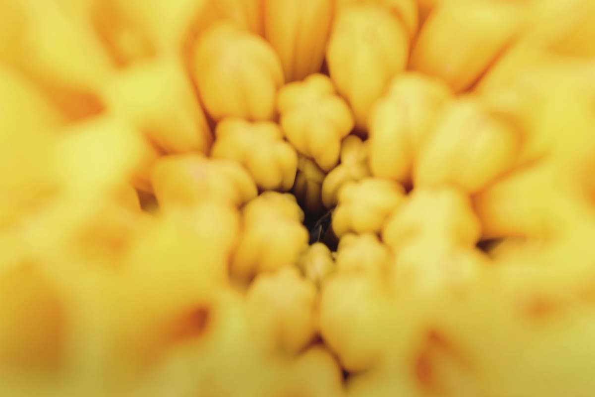 sweets close-up photography of yellow flower confectionery