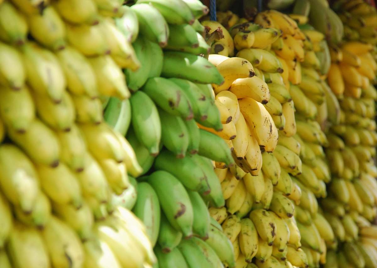 Fruit Closeup Photo Of Bunch Of Bananas Bananas Image Free Photo 