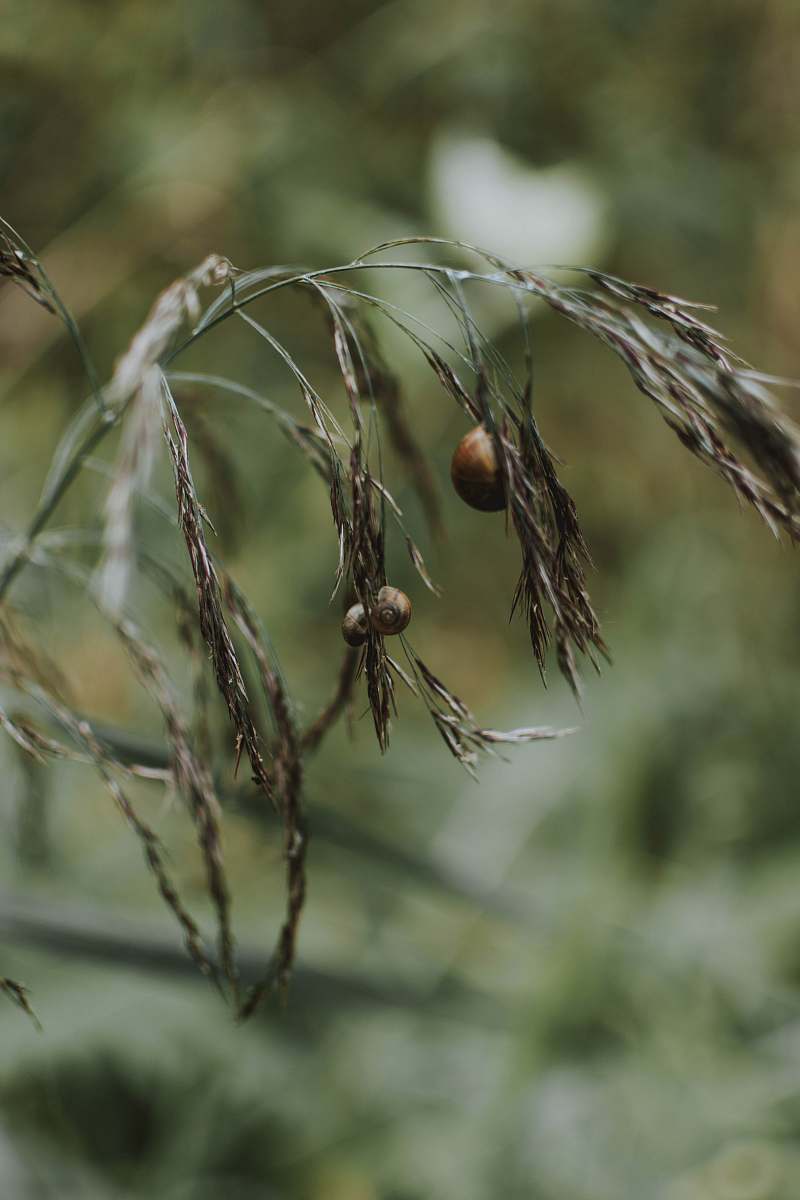 plant closeup photo of plant produce