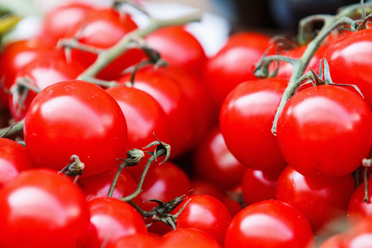 red closeup photo of red tomatoes tomatoes