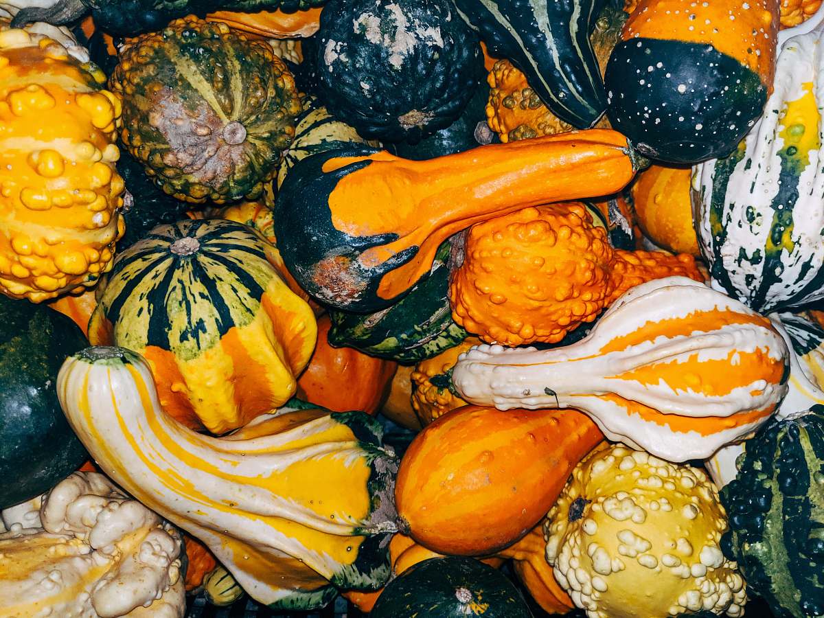 plant closeup photo of squash vegetable