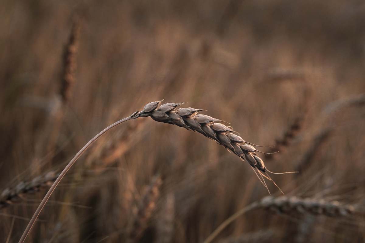 plant closeup photography of wheat grass produce