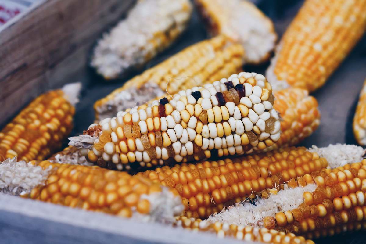 corn corns on black surface vegetable