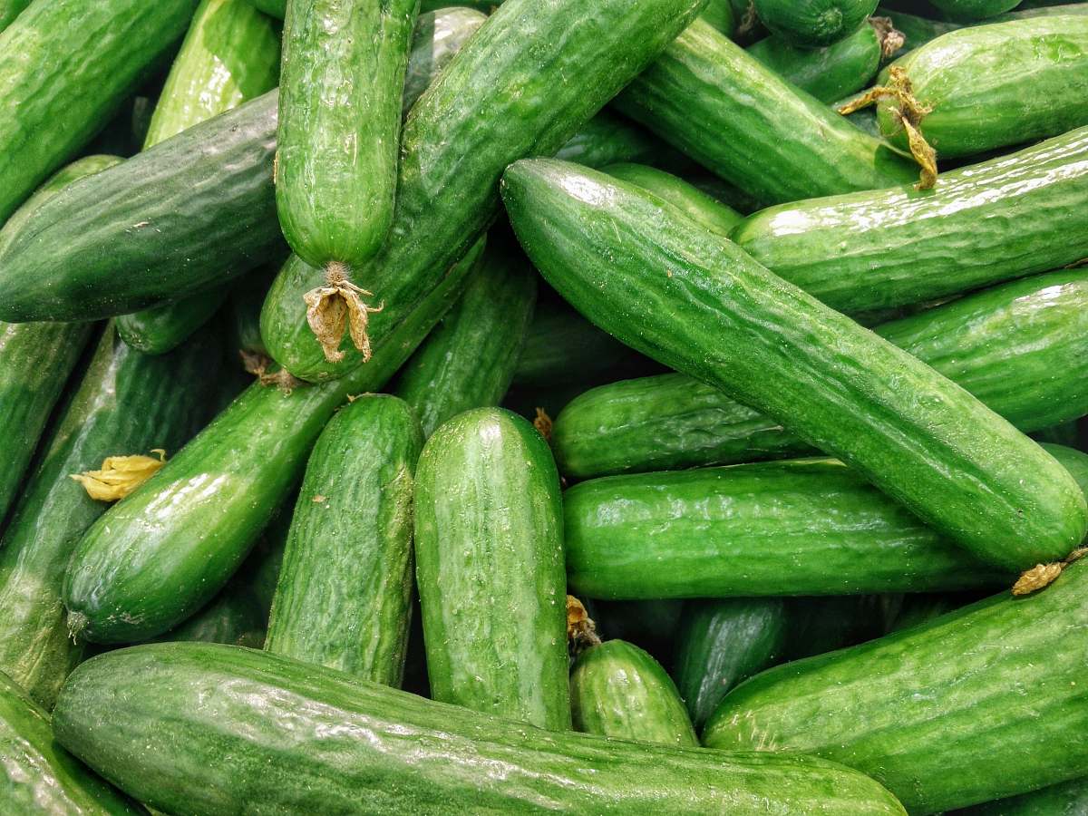 vegetable cucumber lot cucumber