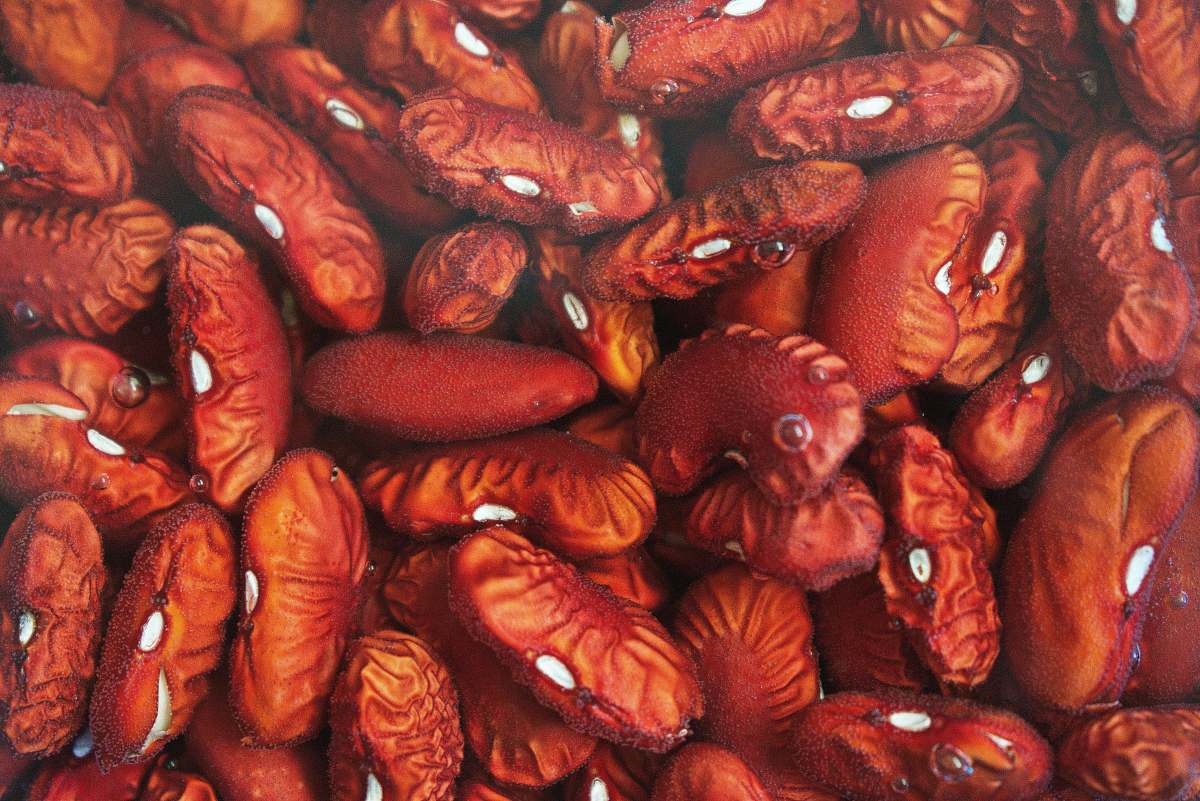 bean dried brown seeds human
