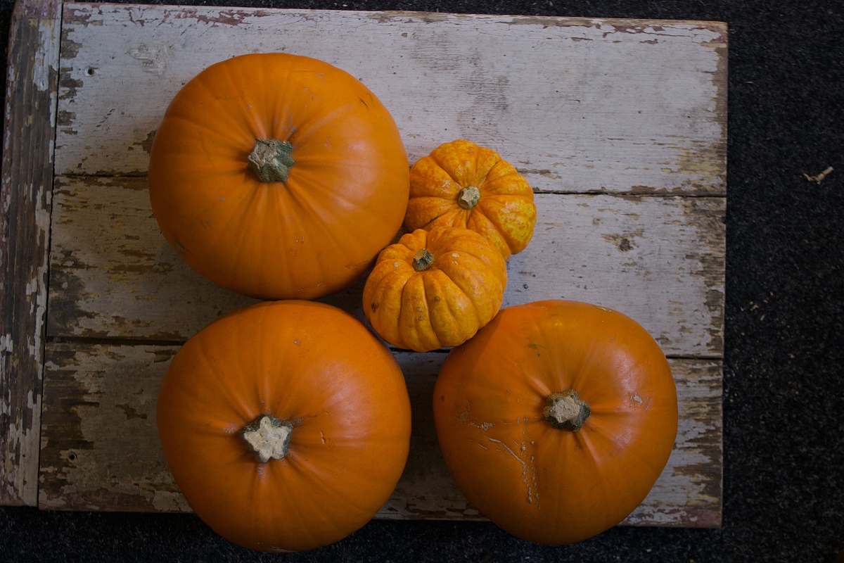 orange five pumpkins on white slab citrus fruit