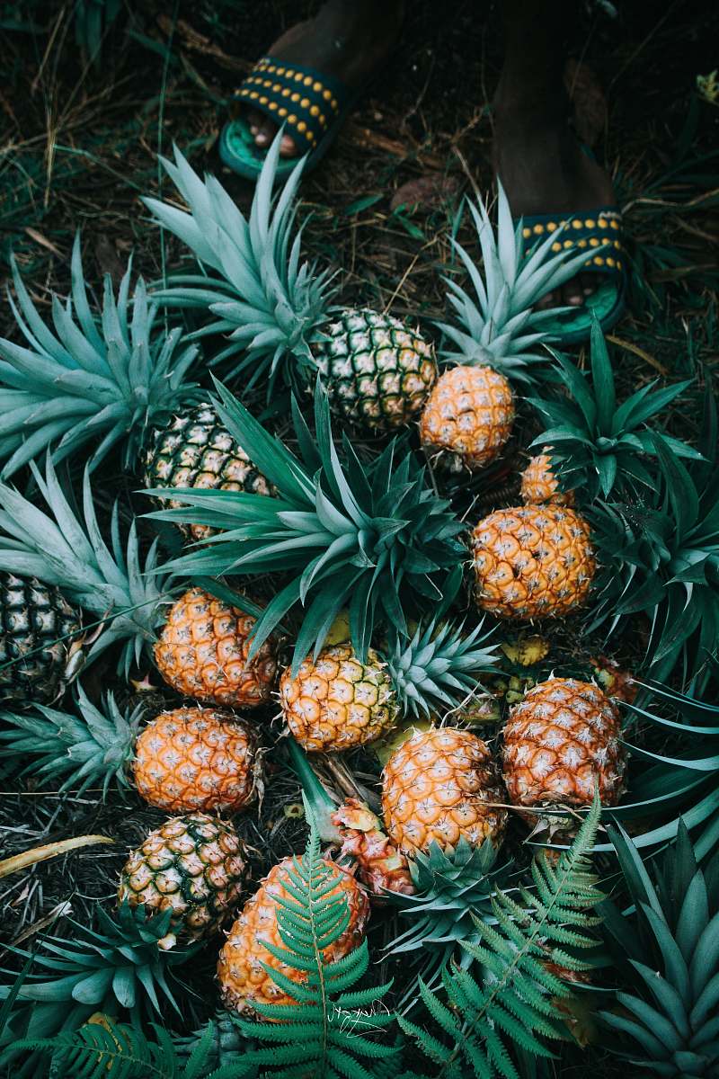 pineapple flat-lay photography of bunch of ripe pineapples fruit