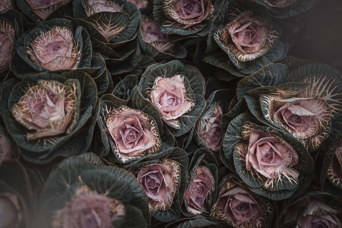 plant flower bouquet cabbage