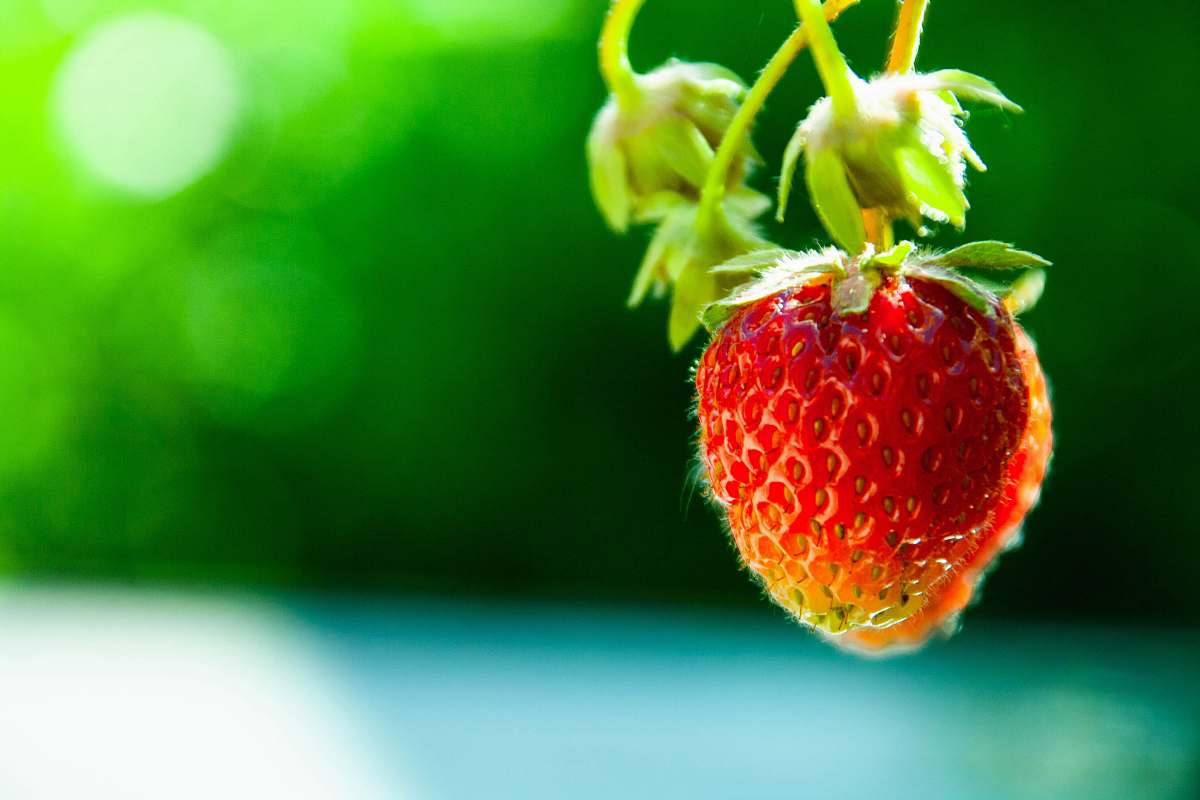 fruit focus photography of red strawberry plant