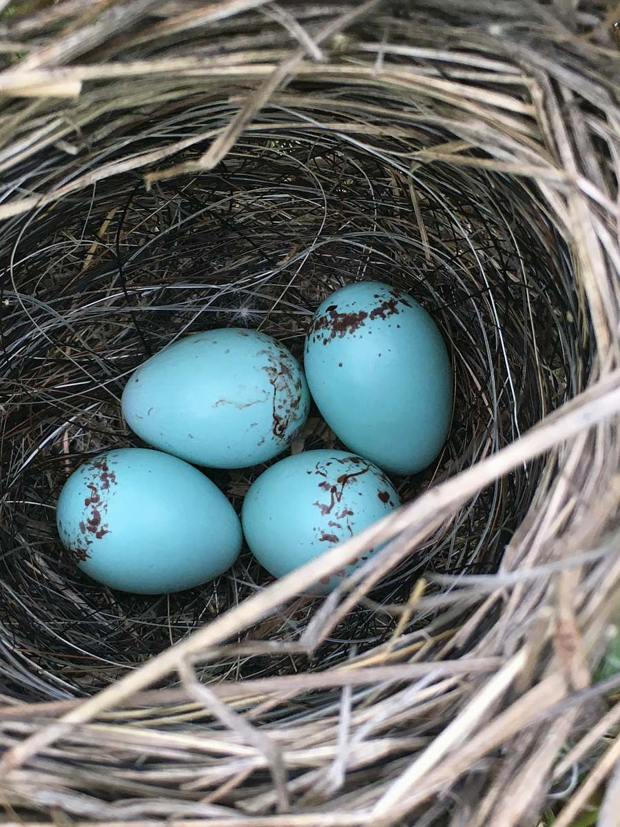 egg four blue eggs in nest nest
