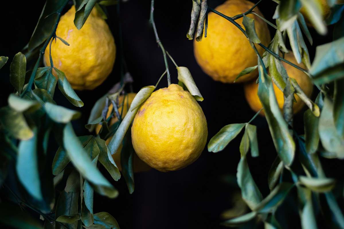 fruit four yellow lemons plant