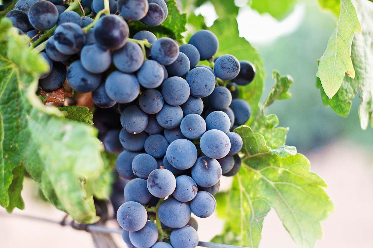 grapes grapes fruit