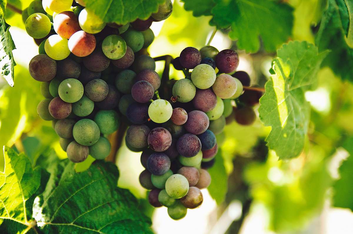 plant grapes on trunk photography fruit