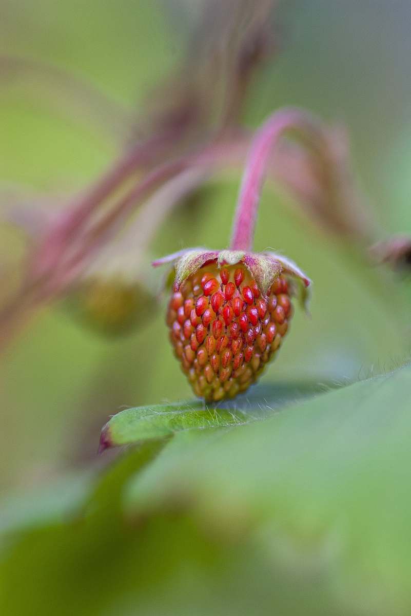 plant green and pink fruit macro photography fruit
