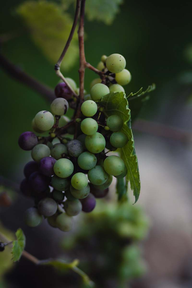 fruit green and purple grape fruit grapes
