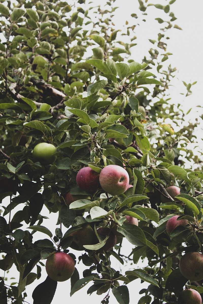 fruit green and red apple fruits apple