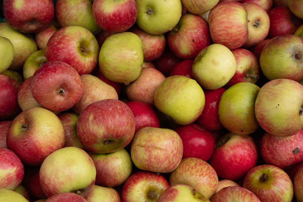 plant green and red apples fruit