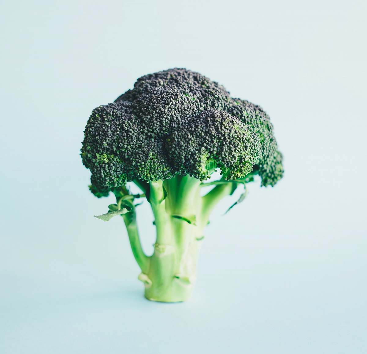 broccoli green broccoli vegetable