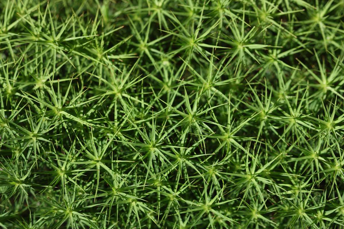 plant green grass seasoning