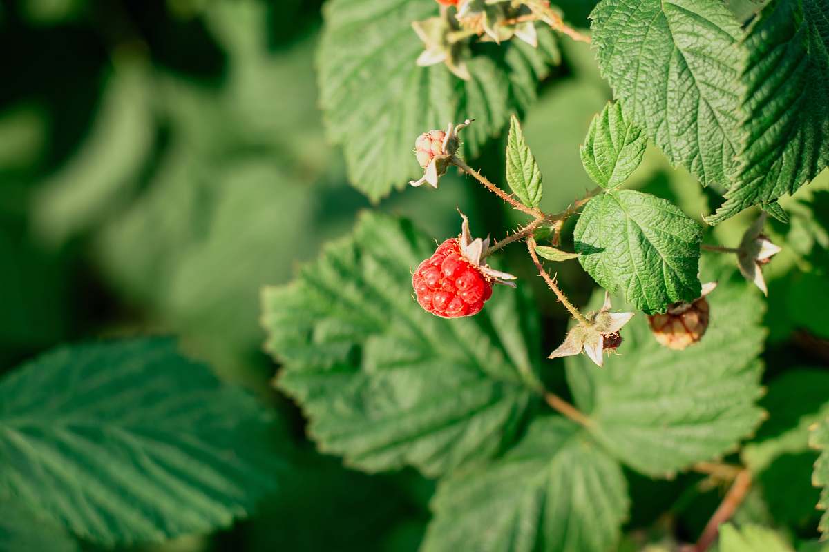 fruit green leaf plant plant
