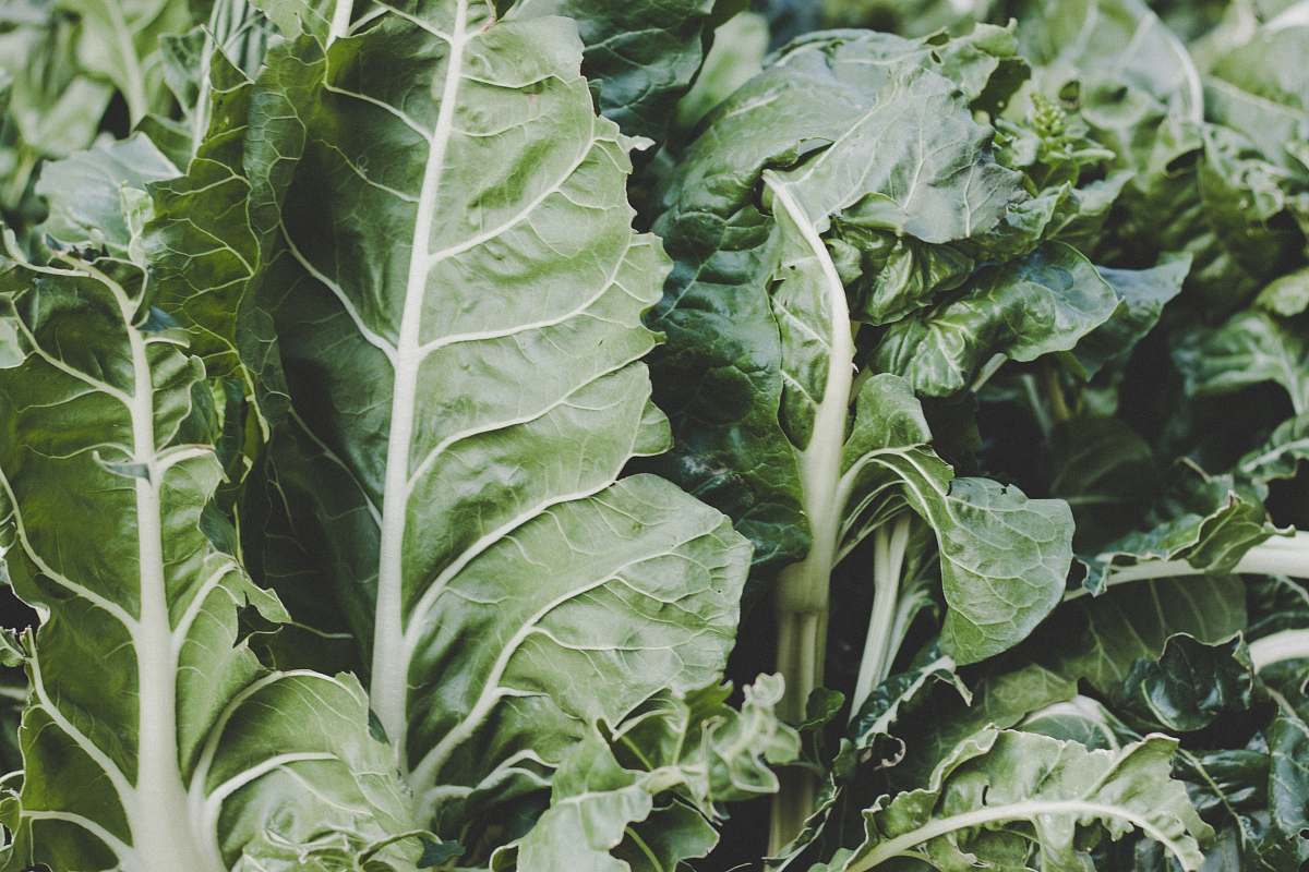 vegetable green leaf vegetable plant