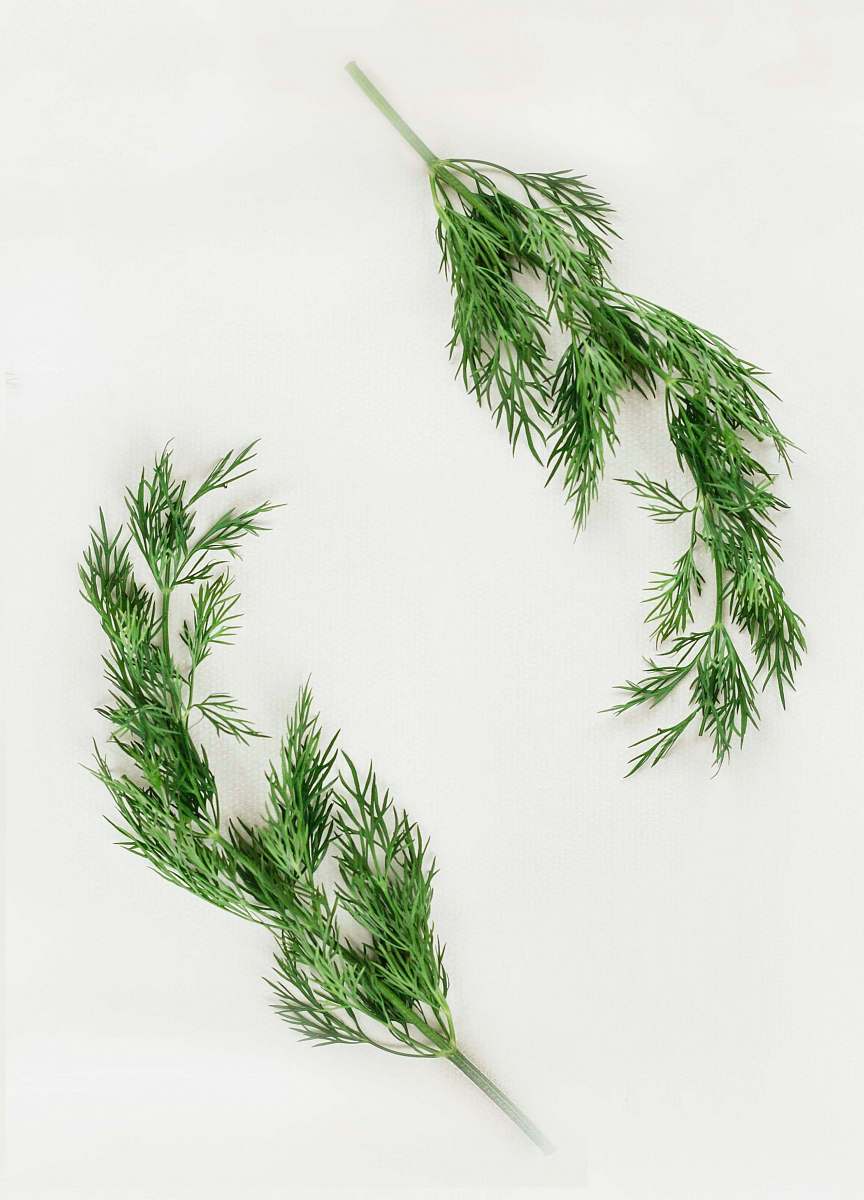 plant green leafed plants on white background dill