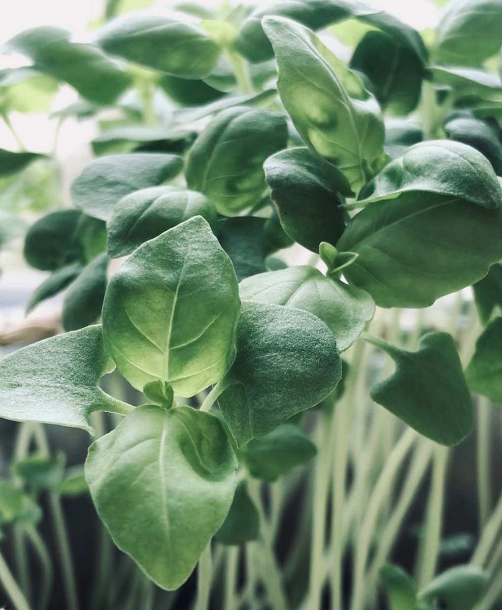 plant green-leafed plants spinach