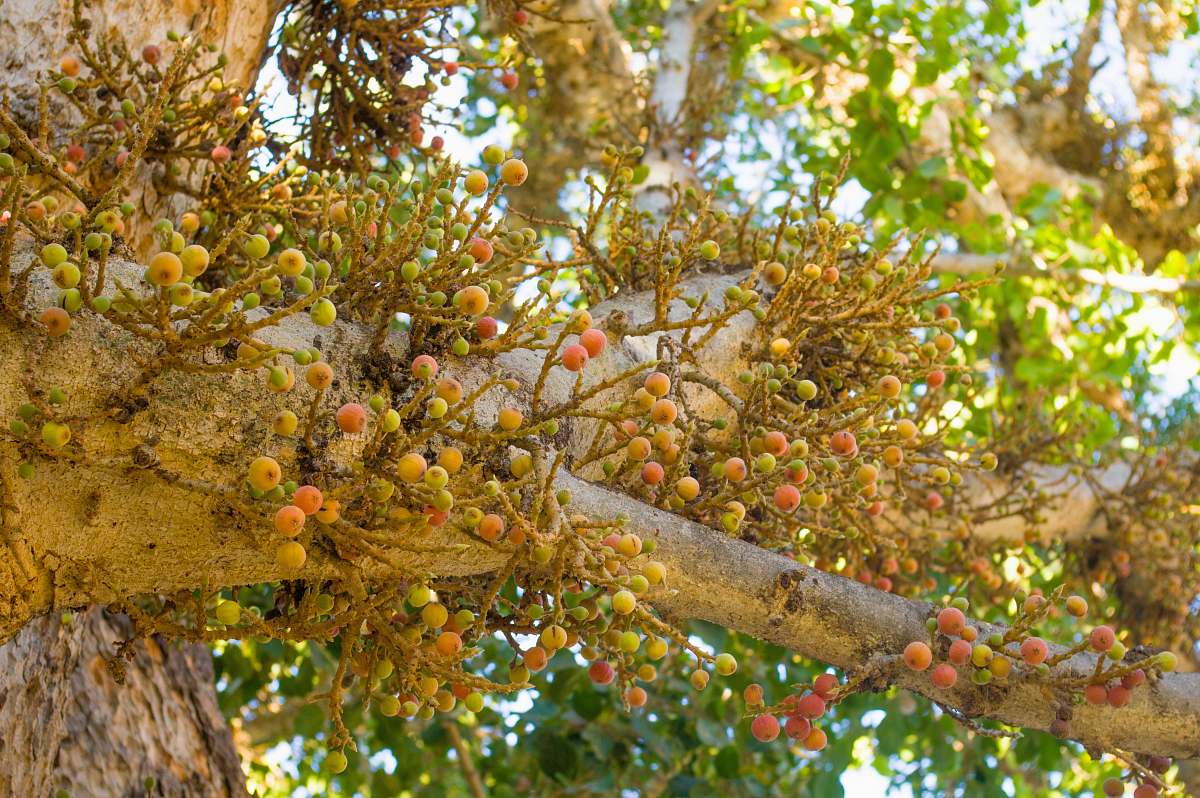 plant green leafed tree during daytime fruit