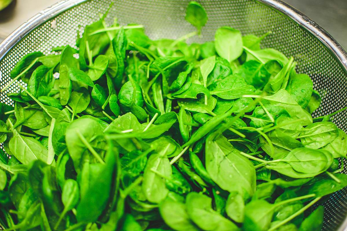 plant green leaves spinach