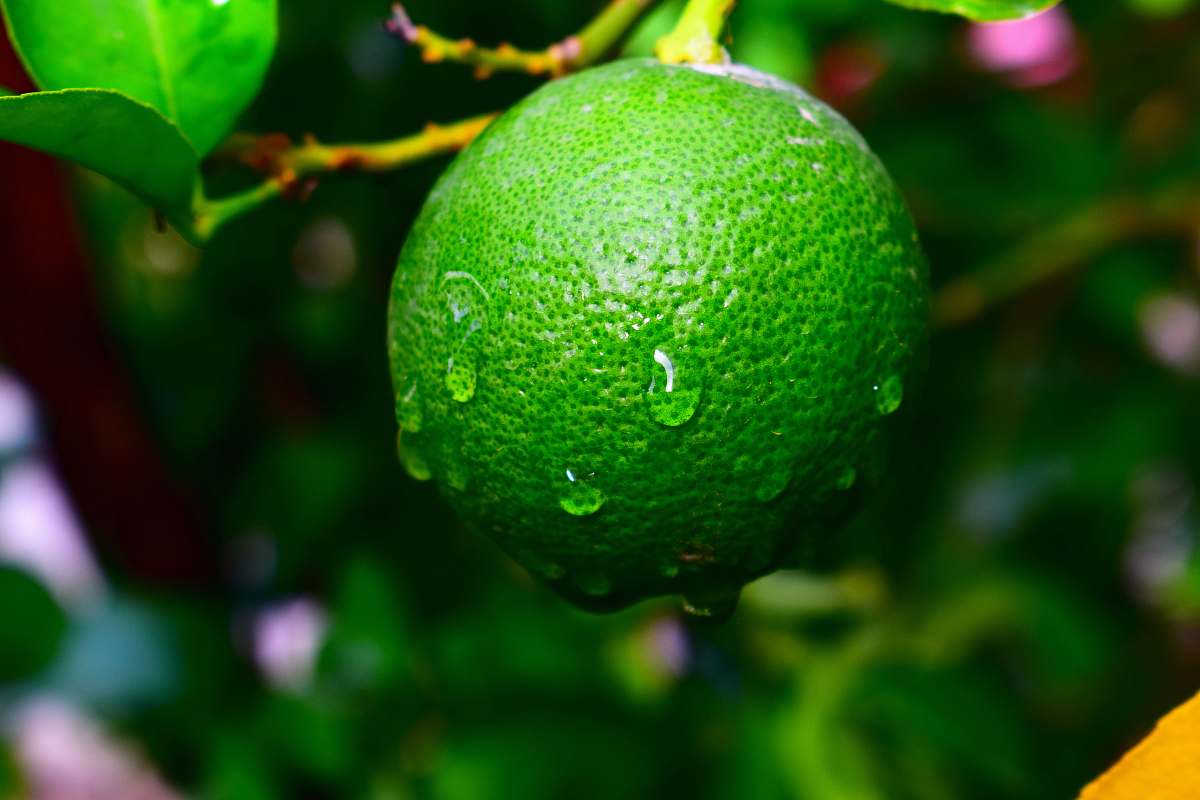 fruit green lemon fruit plant
