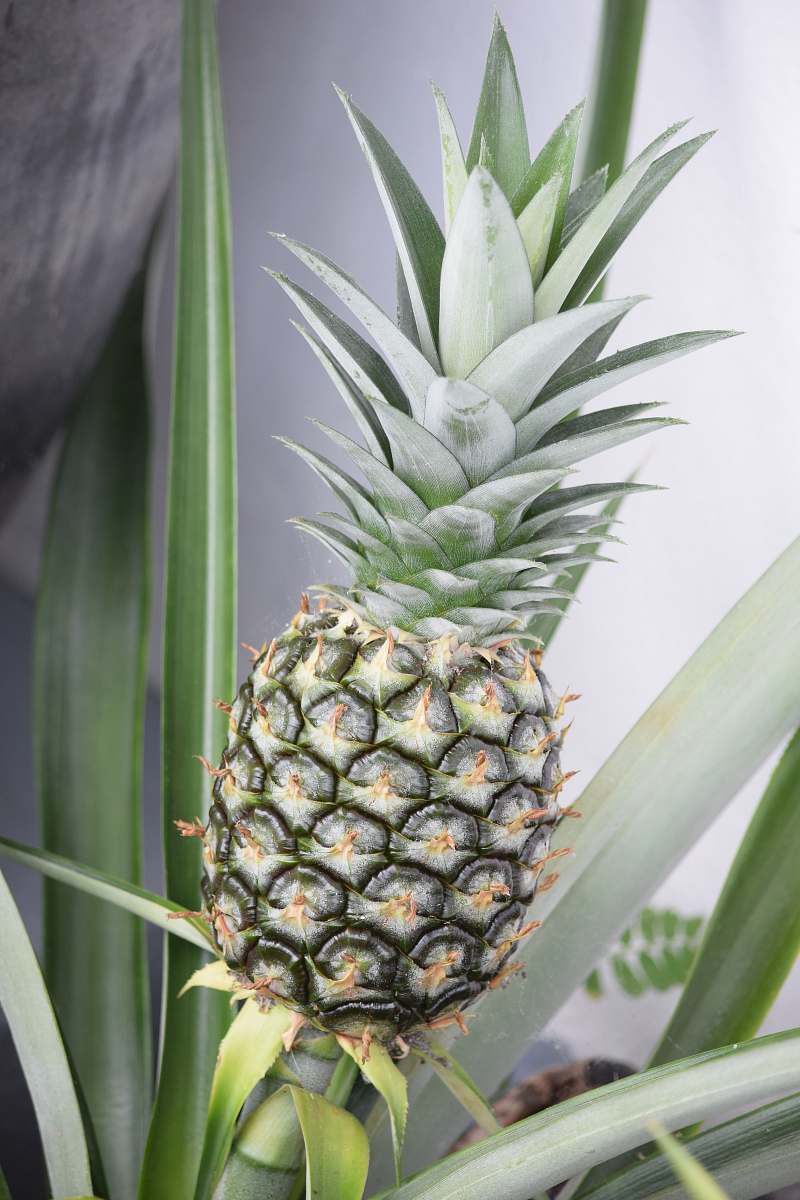 fruit green pineapple on focus photography pineapple