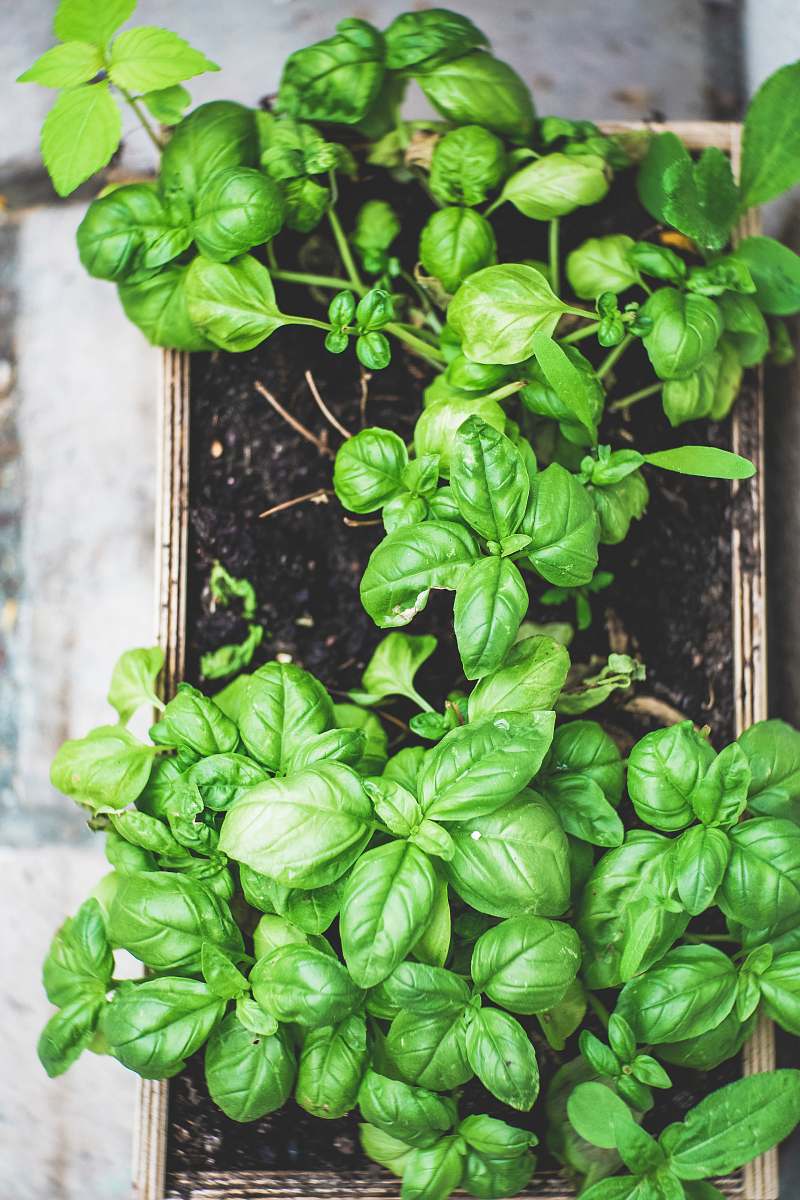 vegetable green plant on brown pot spinach