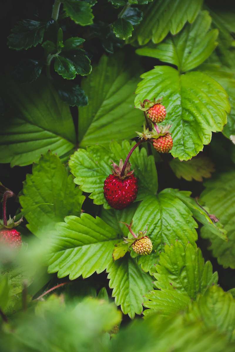 plant green plant on focus photography fruit